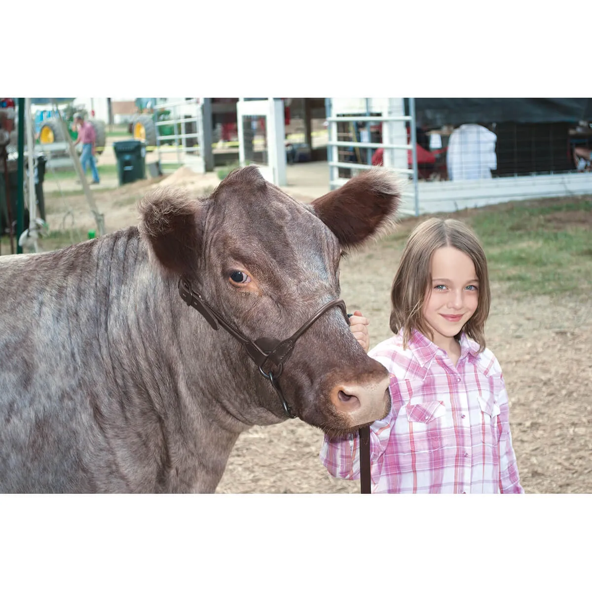 Stierwalt Black Magic And Brown Bombshell Show Halter - Image 7