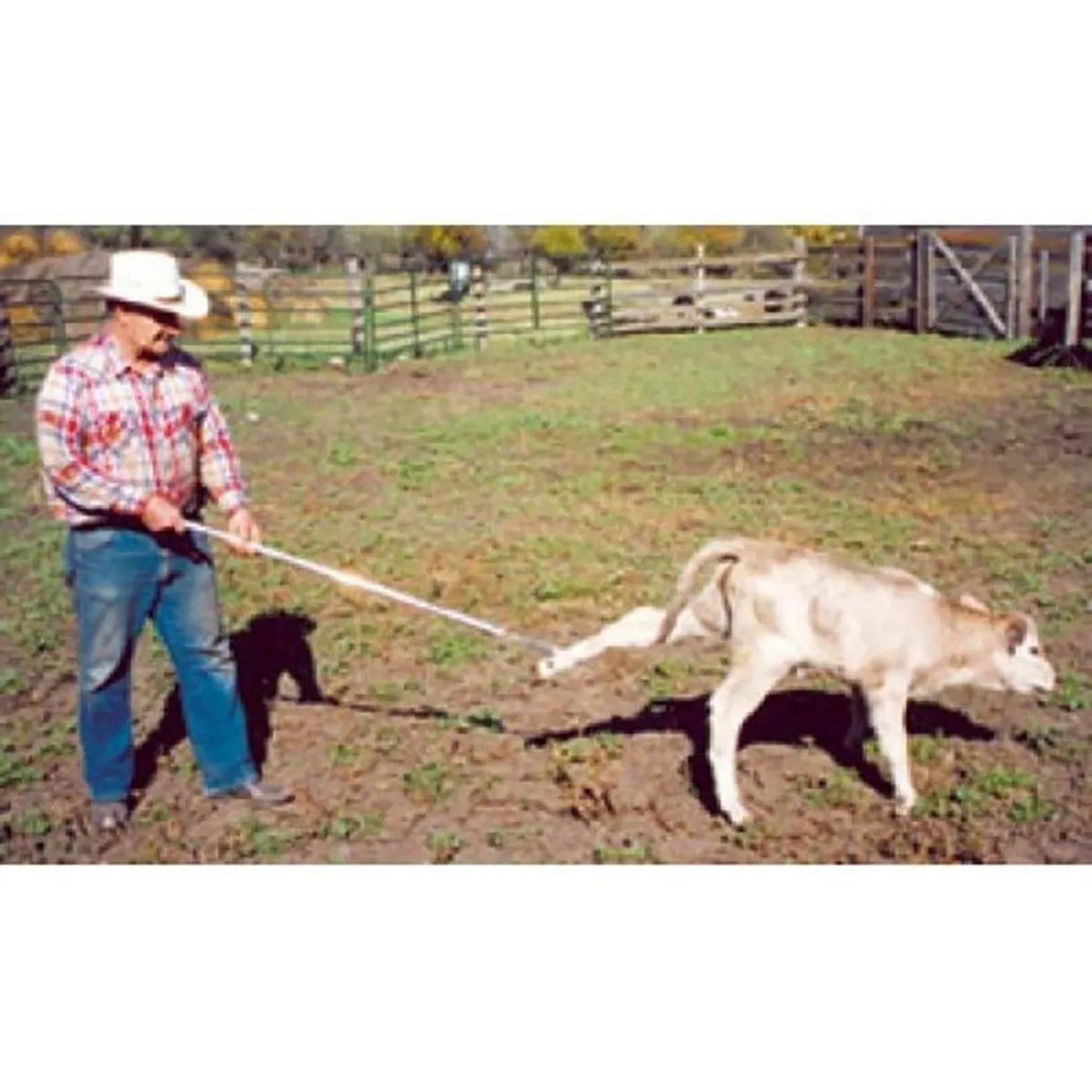 Kalf Katch - Image 2